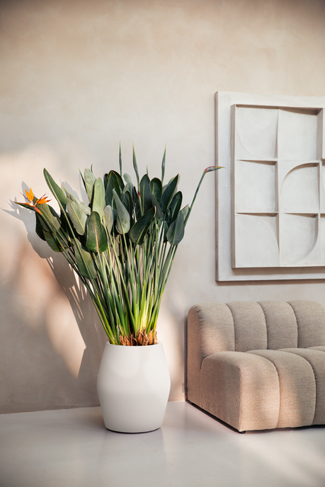 june split high 46cm bianco lino